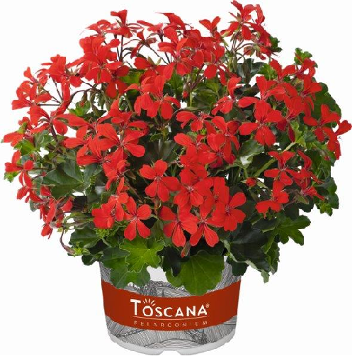 Pelargonia kaskadowa